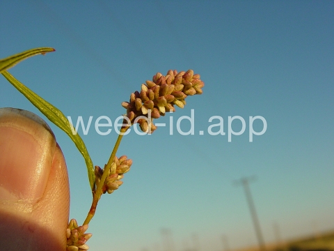 smartweed, pale
